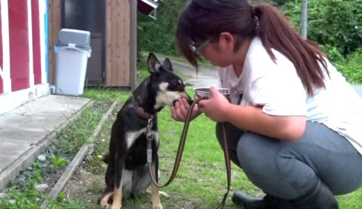 201809　西山・スコラ犬舎施設紹介