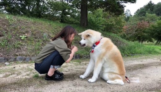 秋田犬パティ  お姉ちゃんはぼくのお手が可愛いくて仕方ないんだって🐶💕