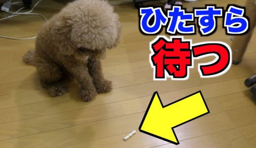 8年間厳しくしつけた犬はこうなります。