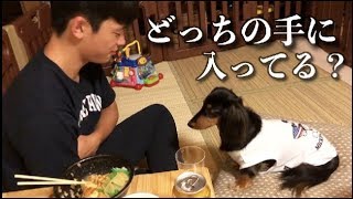 どっちの手に入っているかゲームを犬にやったら…