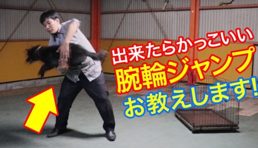 犬ワンちゃんのできたらかっこいい腕輪ジャンプ技を教えます！