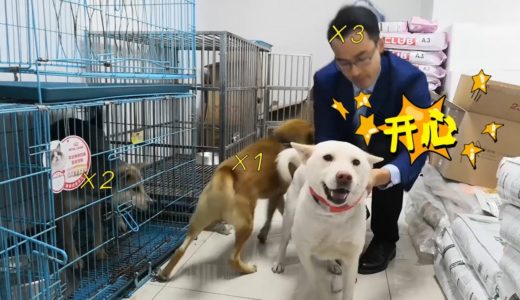 寄养三天的中华田园犬，终于等来主人，场面激动人心一度陷入混乱