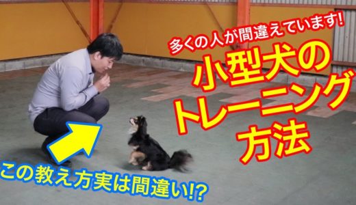 つい間違えがちなチワワやトイプードルなど小型犬のワンちゃんのトレーニングの仕方