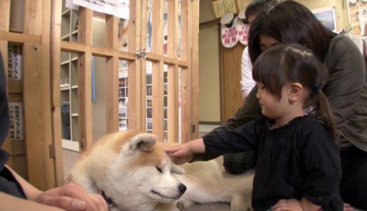 秋田犬 〜具有强烈忠诚心的日本犬〜