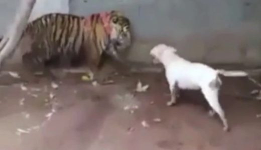 老虎鎖喉殺杜高犬Tiger Kill Dogo Dog