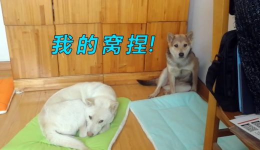 天冷给中华田园犬买了新窝，小白阿黄欣然接受，灰灰却碰都不敢碰