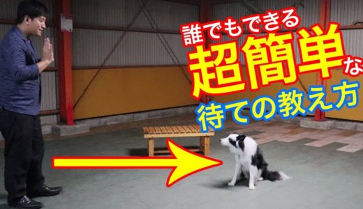 犬ワンちゃんのトレーニング誰でもできる超簡単な待て教えます♪