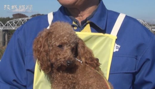 嘱託犬審査会「アンズ」の子「エリー」が初挑戦