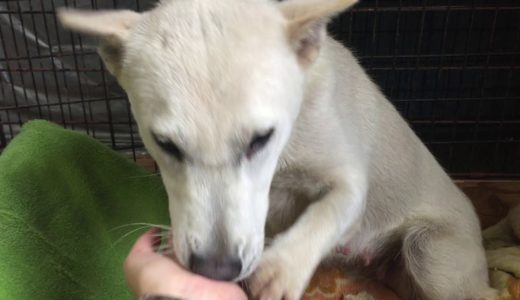 【紀州犬】母犬メイン？仔犬は生後９日。