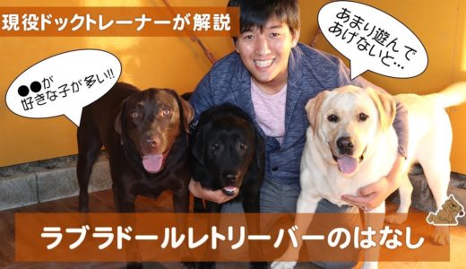 ラブラドールレトリーバーってどんな犬？飼い方？特徴は？　現役ドックトレーナーの犬種紹介（Labrador Retriever）