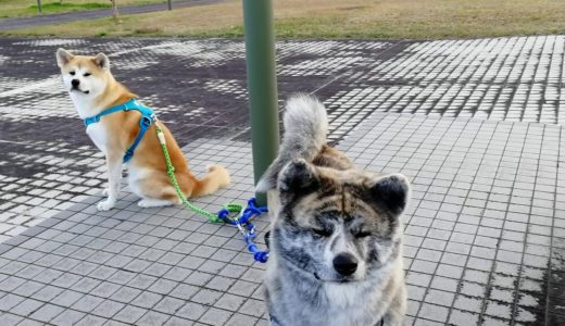 秋田犬　龍　大館能代空港に集まりました(^^)