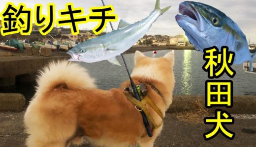 #車中泊.釣りキチ秋田犬！・大物狙い！銚子・千葉県・茨城県・波崎海岸