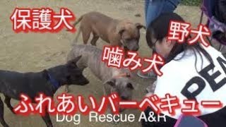 保護犬達とふれあいバーベキュー Dog  Rescue A&R