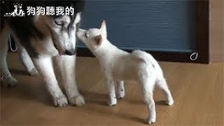 狗狗聽我的 - 如何制止幼犬咬手 (How to stop a puppy from biting)