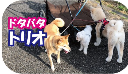 可愛いぞ！秋田犬、マルチーズ、柴犬、ドタバタトリオコメディ