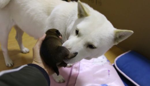 中华田园犬小白总想看狗娃，狗妈灰灰却时刻守护，主人决定帮帮它