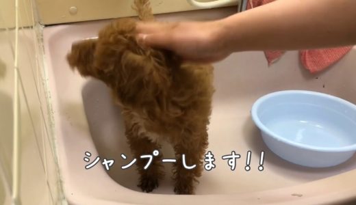 犬シャンプー。簡単に洗えるコツ動画！