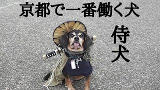 京都で一番働く犬！？侍犬・正宗