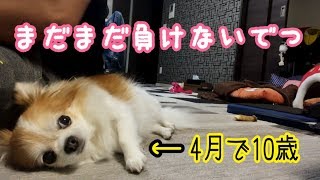 シニア犬とは思えないほど素早い反応を見せるチワワのチョッピ【chihuahua】【dog】