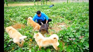 小伙带着狗捕猎，4只中华田园犬前后包围，大老鼠根本无路可逃