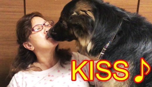 KISS♪キス・チュ・シェパード犬、キャラメル下さいなGermanShepherd