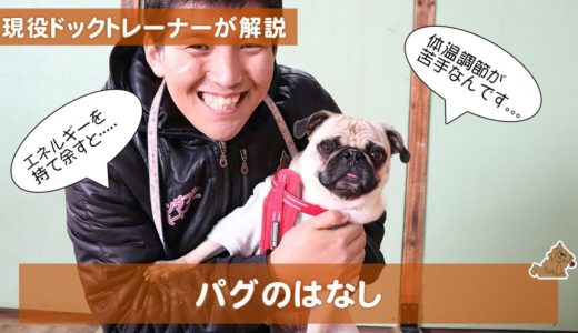 パグはすごく元気で遊び好き。　どんな犬？飼い方？特徴は？現役ドックトレーナーの犬種紹介（Pug）