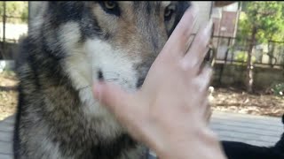 飼い主に怒られた狼犬のささやかな抵抗