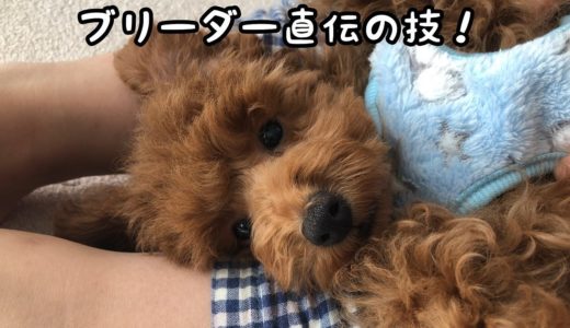 子犬の成犬時に差が出るブリーダー直伝のしつけ術！超簡単！