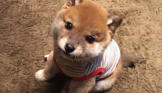 【柴犬子犬】可愛いよちよち歩きにキュン！ shiba inu puppy