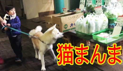 秋田犬も猫まんま・熊野前商店街今日も平和に散歩です。