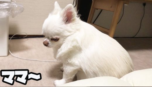 一緒に行けなかった事がかなりショックだった犬！一緒に行きたかったコハク