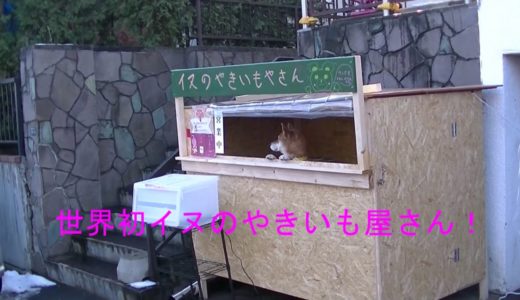 犬のやきいも屋さん。人材不足の世の中に貢献！世界初の働く犬です。