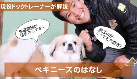 ペキニーズは体温調節がとっても苦手。どうすればいい？　どんな犬？飼い方？特徴は？現役ドックトレーナーの犬種紹介（Pekingese）