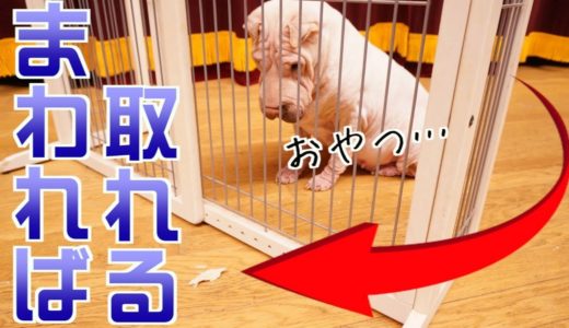 うちのブチャ犬に『犬のかしこさチェック』したら爆笑回答してきたwwwwww