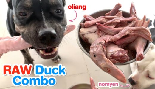 Pit Bulls eat RAW Duck combo [ASMR] 犬は生の肉を食べる