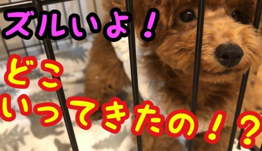 トイプードルの子犬を迎えた２日目♡先住犬を最優先の考えが大切！