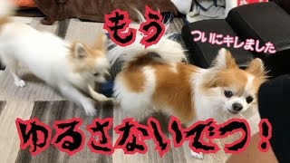 あの大人しいシニア犬チワワが子犬に激おこ！【angry dog】