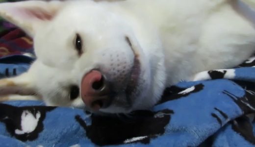 【秋田犬ゆうき】寝心地の良い毛布はふわふわで動く気が無くなる【akita dog】