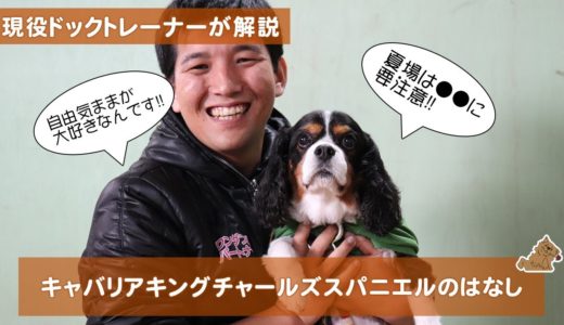 キャバリア・キング・チャールズ・スパニエルの話　どんな犬？飼い方？特徴は？現役ドックトレーナーの犬種紹介（Cavalier King Charles Spaniel）