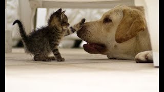 【可愛すぎる】犬と猫の癒される仲良しシーン#1