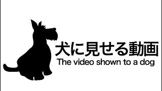 【犬用】犬に見せる動画   The video for dogs Only