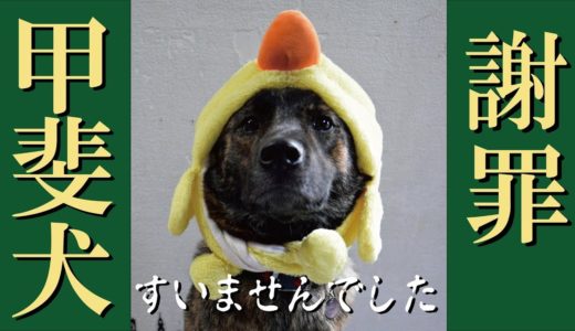 甲斐犬が叱られまくってた頃＝！【甲斐犬・柴犬】