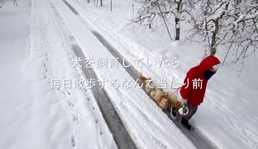 犬 散歩 意見広告　「毎日、散歩しない奴は、犬を飼うな！」