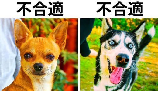 10個會對家裡小孩造成危險的犬隻品種