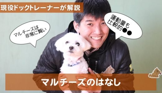 目がクリクリで可愛いマルチーズの話（Maltese）どんな犬？特徴は？飼い方は？