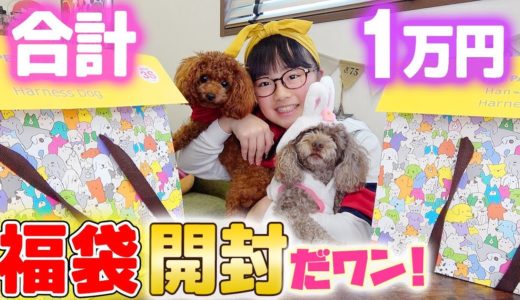 2つで合計1万円！犬の福袋開封して中身紹介♪♪大当たりも!【ペットパラダイス2019年福袋】