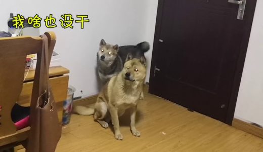 中华田园犬在家搞破坏，主人杀鸡儆猴，阿黄当场尿一地