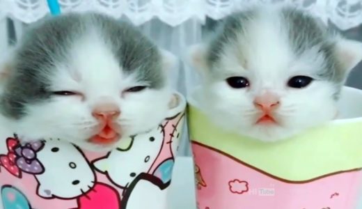 ♥面白いことをしているかわいい犬と猫P36♥面白い動画2018