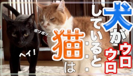 犬がウロウロしていると猫はこうなります。