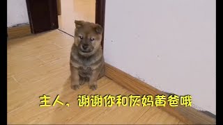 新主人来接中华田园犬小胖胖，离别时狗爹狗妈依依不舍，泪目！